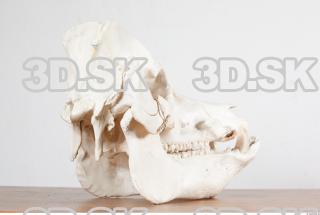 Skull photo reference 0060